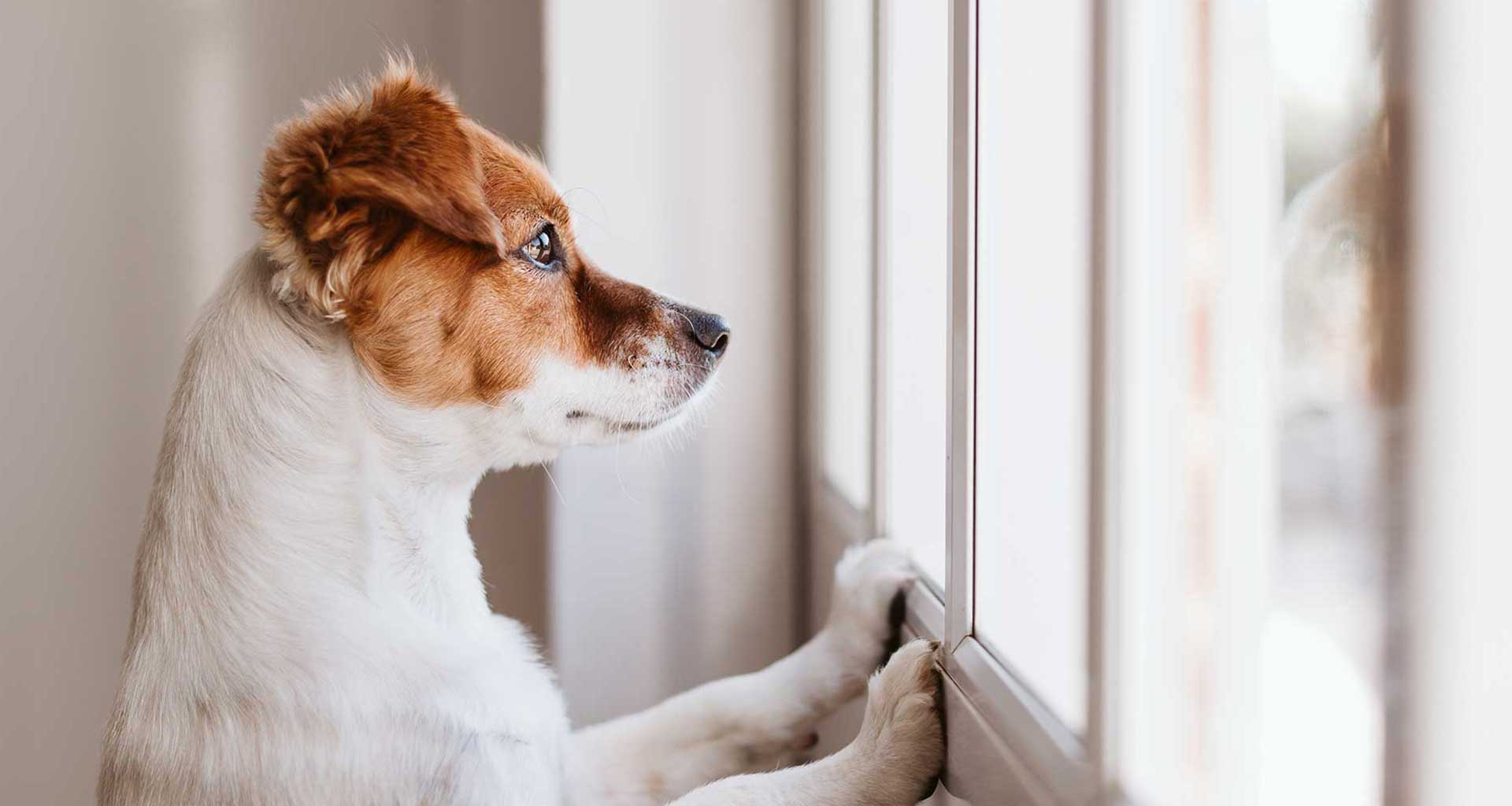 Does your pet have separation anxiety?